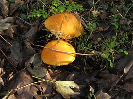 Orange Fungi