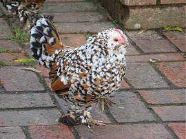 A very funky chicken