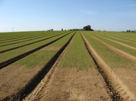 Fields nr Northbourne