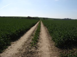 Path up Sutton Hill