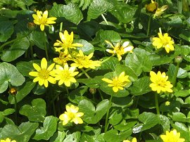 Celandines