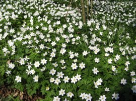 Wood Anemones