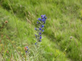 Viper's Bugloss??