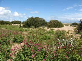 Shingle Beach by Kingsdown