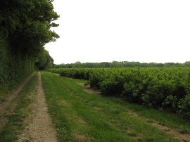 Blackcurrant bushes