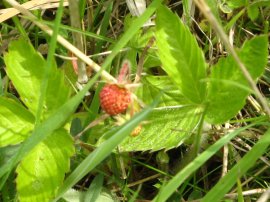 Wild Strawberry