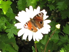 Peacock Butterfly