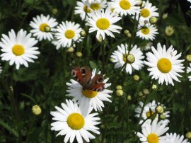 Daisies