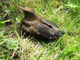 Baby Blackbird