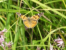 Painted Lady Butterfly