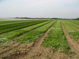 Field nr Hacklinge