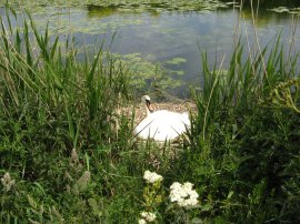 Nesting Swan