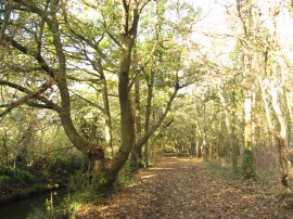 Path in Wimbledon Common