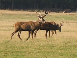 Deer, Richmond Park