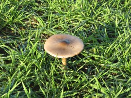  A Large Mushroom
