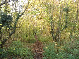 Woodland Path nr Leeds Castle