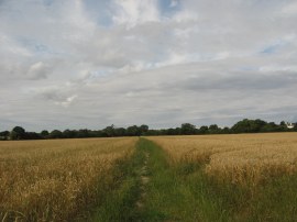  Field by Hall Road
