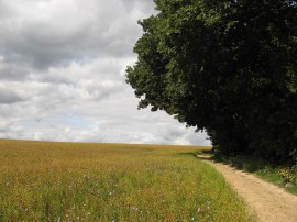 Path besides Hockley Wood