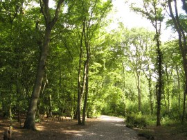 Hockley Wood