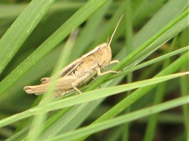 Bush Cricket