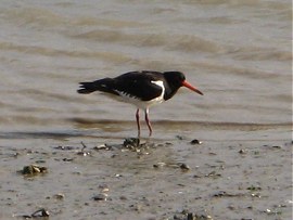 Oystercatcher