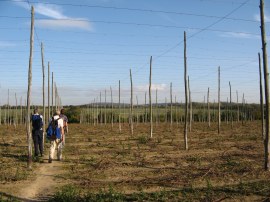 The small Hop field