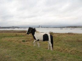 Pony grazing besides the river
