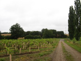 Path nr Baddow Park