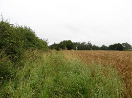 Tall damp grass lining the path