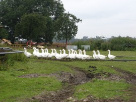 Geese at Mascalls Farm