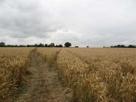 Path nr Stacey's Farm