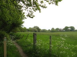 Field on the way to Barnet