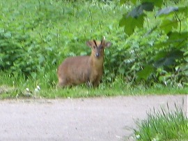 Male Muntjac Deer