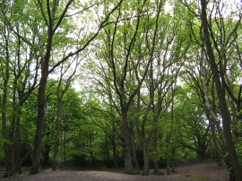 Sandy Heath, Hampstead