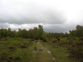 Inkpen Common