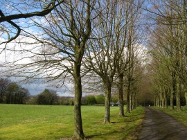 The tree lined driveway