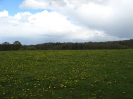 A fine crop of Dandelions