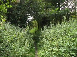 Overgrown Path