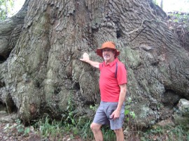 Oak tree roots