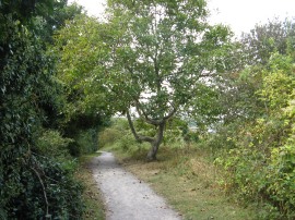 Footpath by Baty's Marsh