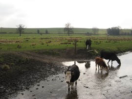 Cattle in the River