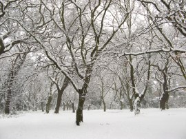 Epping Forest