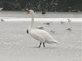 Swan, Highams Park Boating Lake