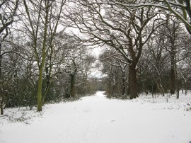 Green Lane, Sewardstonebury